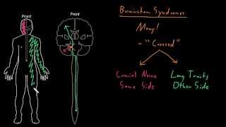 Syndrome Brainstem syndromes [upl. by Aihsekram]