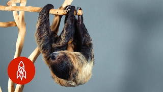 This TwoToed Sloth Is an Excellent Swimmer [upl. by Dela]