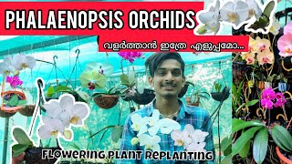 Phalaenopsis Orchid Replanting FLOWERING PLANT phalaenopsis ORCHID CARE REPOTTING in Malayalam [upl. by Greenwald512]