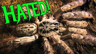 Top 5 MOST HATED Tarantulas [upl. by Aztirak]