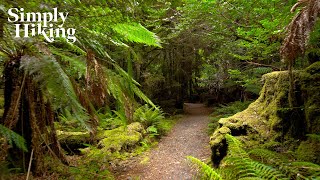 The Most Magical Rainforest Walk  Walking Ambience  Temperate Rainforest  Philosopher Falls [upl. by Ahcropal]