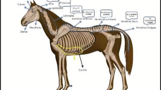 Osteología Artrología [upl. by Ardnac]