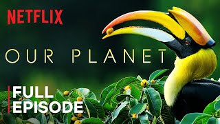 Our Planet  Forests  FULL EPISODE  Netflix [upl. by Lilia369]