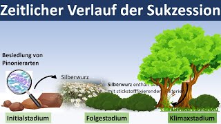 Sukzession Entwicklung von Ökosystemen  Biologie Ökologie Oberstufe [upl. by Leonor194]