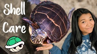 HOW TO TAKE CARE OF YOUR TURTLES SHELL [upl. by Oiludbo]