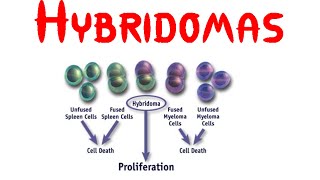 Hybridoma [upl. by Icam]