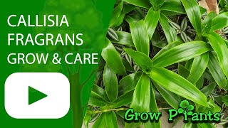 Callisia fragrans  grow amp care Basket plant [upl. by Andrew]