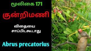 குன்றிமணி கொடிAbrus precatoriuskundrimaniAlasal [upl. by Aehcsrop]