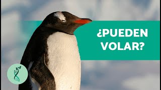 ¿Dónde VIVEN los PINGÜINOS🐧Características Hábitat Alimentación y Comportamiento del Pingüino [upl. by Kabab]