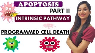 APOPTOSIS PART 2  Programmed Cell DeathCancer BiologyCell Biology [upl. by Ennywg]