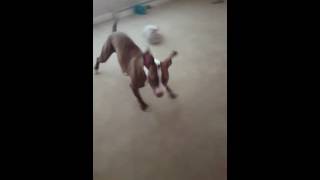 Pitbull Lola and Milo the Maltese vs The Vacuum [upl. by Royo]