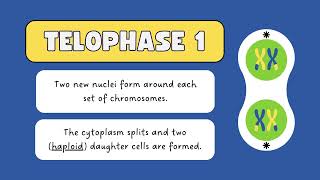 meiosis and its phasesA deep dive  meiosis class 9  meiosis and mitosis [upl. by Yarvis484]