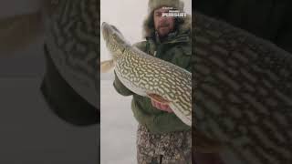 GIANT SASK PIKE [upl. by Aicxela597]