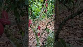 how to aim and spray chemical cacao pesticidal [upl. by Monaco]