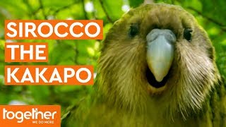 Sirocco the Kakapo Gets Frisky with Mark Carwardine  Last Chance to See [upl. by Adnolrehs]