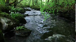 8 Hours Relaxing Nature Sounds Forest RiverSleep RelaxationBirdsongSound of WaterJohnnie Lawson [upl. by Marilla]