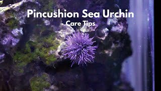 Pincushion Sea Urchin  Care Tips [upl. by Lambertson]