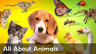 Learn All About Dogs Bugs Ducks and Cats [upl. by Enorel]