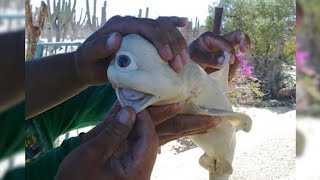 MOST RARE Albino Animals [upl. by Limay]