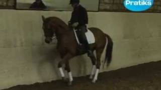 Dressage  Comment faire le reculer  Sport  Equitation [upl. by Iosep]