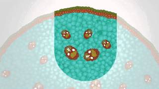 Characteristics of Dicot and Monocot Stem and Root  MeitY OLabs [upl. by Tterrej]