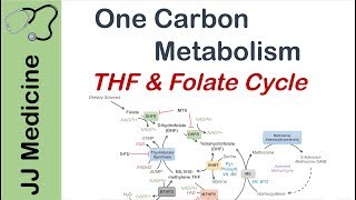 One Carbon Metabolism  Tetrahydrofolate and the Folate Cycle [upl. by Ellata]