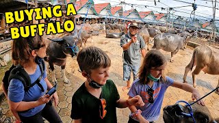 Inside the Bolu Livestock Market in Tana Toraja Indonesia 🇮🇩  Pasar Kerbau Toraja [upl. by Corry79]