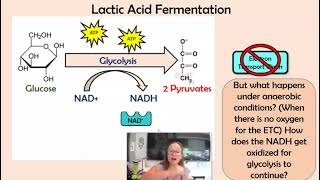 Lactic Acid amp Alcoholic Fermentation [upl. by Timus]