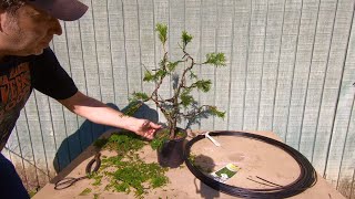 🌱 Backyard Bonsai 4 🌱 How to turn a Garden Nursery Arborvitae into a Bonsai Tree [upl. by Atinele]