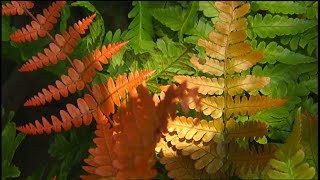 Great Garden Ferns  Volunteer Gardener [upl. by Constancia985]