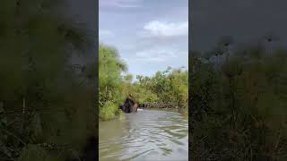 Elephant crossing the river [upl. by Garnet]