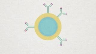 Bcell Plasma and Memory cell Animation [upl. by Eryt]