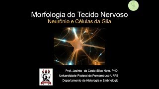 9Tecido NervosoI neurônio e células da glia  Nível Graduação [upl. by Arno]