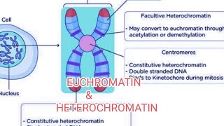 EUCHROMATIN amp HETEROCHROMATIN [upl. by Lapointe771]