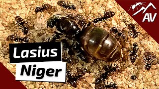 Lasius Niger The Black Garden Ants  Ant Guide [upl. by Senalda]