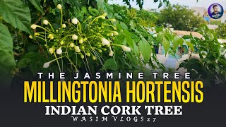 The Jasmine Tree  Indian Cork Tree  MILLINGTONIa Hortensis [upl. by Belva250]