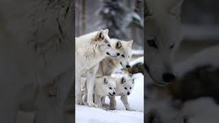 Snow White Wolf Couple With Cubs  You Must See There Emotions wolf animals [upl. by Rovner]