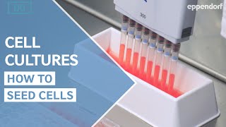 How to seed cells correctly Cell Culture Do´s and Don´ts Part 1 [upl. by Lazes]