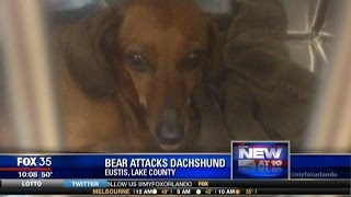 Dachshund fends off bear to protect owner and her son [upl. by Yahsed783]