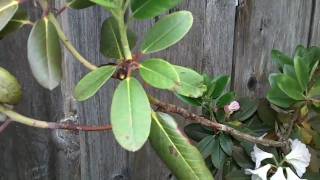 Grooming Rhododendrons [upl. by Ayahc]