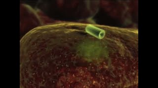 ssRNA Lyssavirus Rabies Replication Cycle [upl. by Leavelle932]