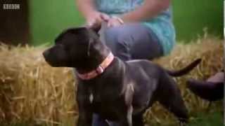 The Real Staffordshire Bull Terrier Dangerous A MUST SEE BBC Experiment [upl. by Donny]