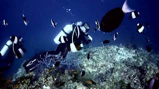 Maldives Ellaidhoo Diving Clip [upl. by Joannes]