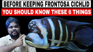 Before Keeping Frontosa Cichlid You Should Know These 6 Care Guides Tips [upl. by Einallem]