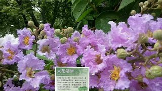 HERBAL TREE  LAGERSTROEMIA SPECIOSA  BANABA TREE [upl. by Anavahs667]