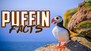 Puffin Facts [upl. by Nosnor]