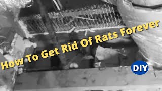 How To Get Rid Of Rats Forever and Protect Your House From Roof Rats coming back [upl. by Ahsikan]