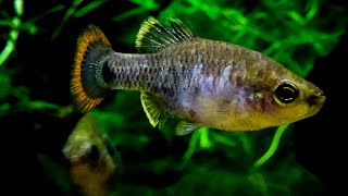 Zoogoneticus tequila EXTINCT in the wild  Rare livebearer  Breeding colony ᴴᴰ [upl. by Luciano]