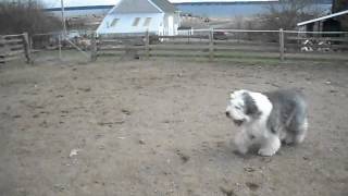 Langley Old English Sheepdog sheep herding [upl. by Egiaf]