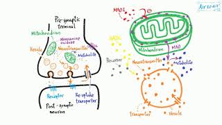 monoamine oxidase [upl. by Pish7]